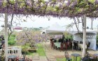 紫藤咖啡園 (屯山園區)